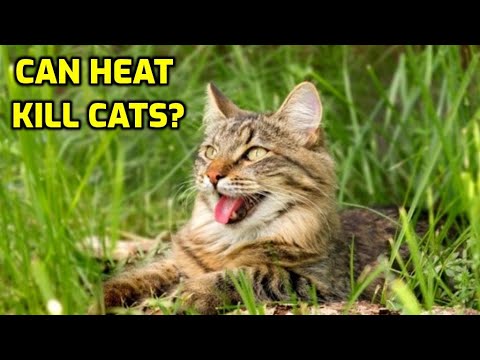 Can Cats Die In Hot Weather?