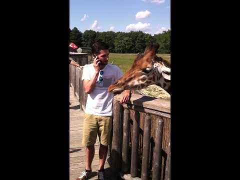 Joe V fulfills dream - feeds a giraffe for the first time