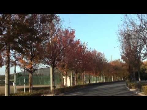 キャンパス内の並木道の紅葉　関西福祉大学　20131123