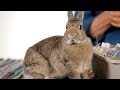 Are Rabbits Good Pets for Children? | Pet Rabbits