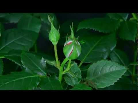 Corali mix 2013 Feliz Año Nuevo 2013 HD