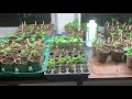 Barney S Garden 2020