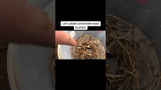 How to Plant Bare Root Hostas 🌿 Get Big, Lush Plants Fast!