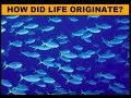 The Origin Of Life - Part1