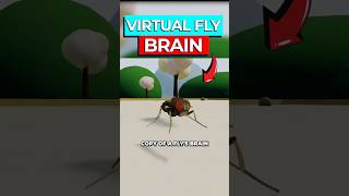 Scientist Just Uploaded Fly Brain to Computer