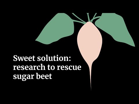 Sweet solution: research to rescue sugar beet
