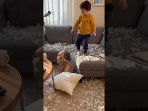 Ja i bobi obožavamo da se igramo kad mama nije tu 🤣🤣🤣 #smiješno #funny