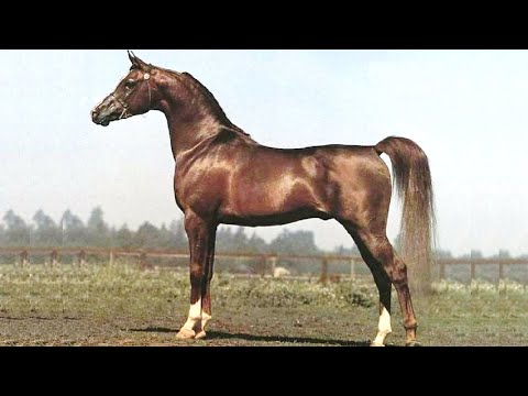 Purebred Arabian horse | The true legend Monogram