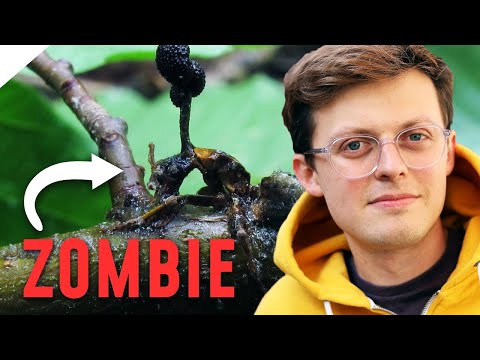Wie Parasiten ihre Opfer in Zombies verwandeln