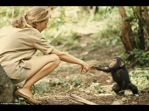 SONG FOR JANE GOODALL // Lori Henriques