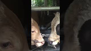 Download lagu KDM Owns Many Cows and Sometimes They Are Very Clean mp3