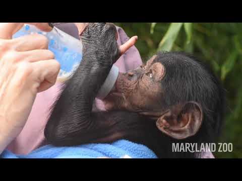 Baby Chimpanzee Bottle Feeding