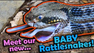 Feeding all of our Rattlesnakes!