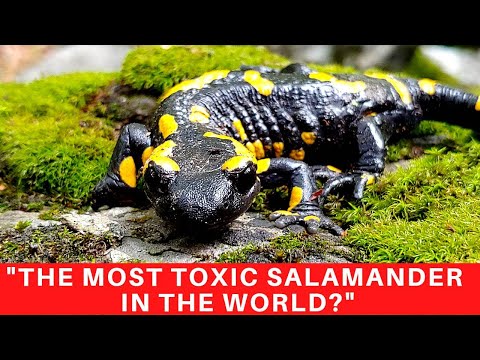 The Fire Salamander maybe the most toxic salamander in the world. Learn more here.