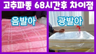 고추파종 68시간후 모습 음발아 광발아 차이점