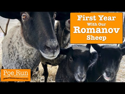 , title : 'First Year With Our Romanov Sheep | Homestead Animals'