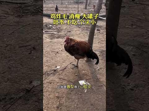 #鸡吐水嗉囊有气不吃个头小 #鸡嗉囊炎 #鸡吐水 #鸡嗉囊胀气 #https #鸡 #科普 #鸡蛋