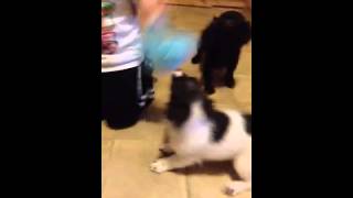 Chocolate Havanese girls with satin coats