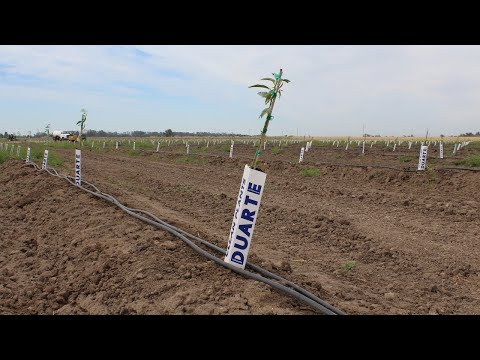 Four Steps for Planting Containerized Almond Trees