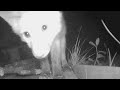 Fox Sister Curious About The Camera