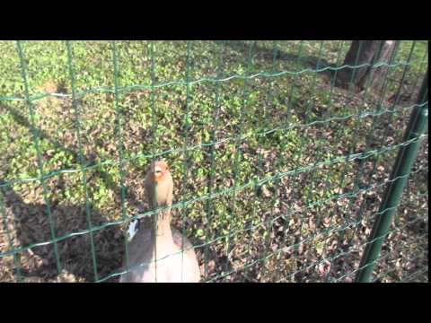 ...quattro chiacchiere con le oche...