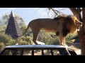 Lion Roaring At San Diego Wild Safari Park