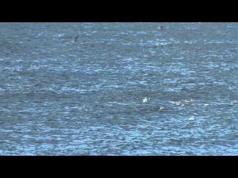 Seagulls dive with dolphins
