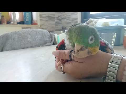 Il pappagallo Loreto mentre prende le coccole 