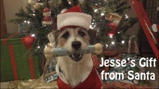 Think Jesse is amazing Please vote for him as the Worlds Most Amazing Dog  On the Facebook