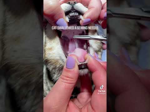 Cat swallowed a sewing needle