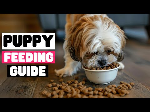 How Much Should a Shih Tzu Puppy Eat?