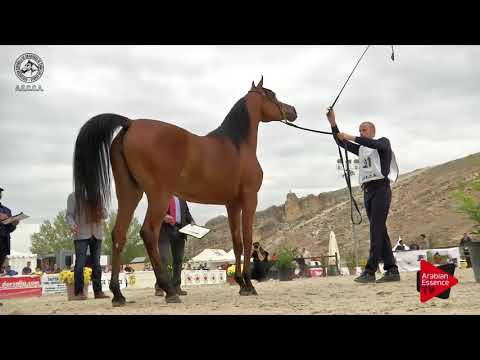 N.21 ABHA AILA - 2017 SPANISH NATIONALS - 2 Years Old Fillies (Class 2)