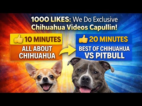 1000 Likes = 20 MINUTES Chihuahua vs Pitbull! 🐶🔥 Capullin Special