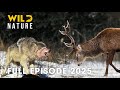 Wild Animals CARPATHIAN PREDATORS How Apex Hunters Thrive In Silence Wild Nature