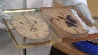 How the Brain Works Part 2 (UCLA)
