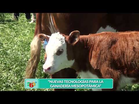 Hernando Grandolini: Jornada a Campo del IPCVA en San Salvador, Entre Ríos - Hereford Argentina