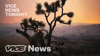 Joshua Trees Are Being Wiped Out by Climate Change — Can They Be Saved?