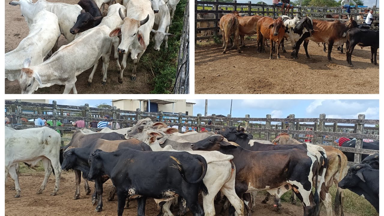Muito gado hoje na feira de gado de Lagoa do Ouro/PE 04/09/2024