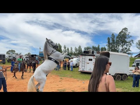 Cavalgada Tuia Véia Mais De 800 Cavaleiros A Maior Cavalgada Do Brasil🛑