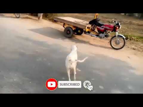 white dog crossing the road