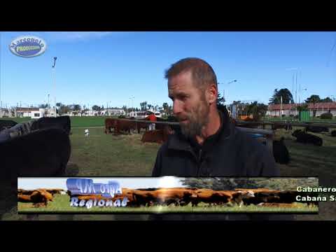 Angus expo otoño 2018 Lucas Lagrange