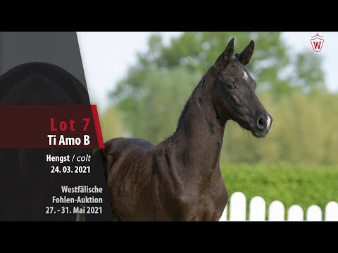 Westfälische Online Auktion-Fohlen Lot 7 Ti Amo B Hengst v. Taurus - Vivaldi