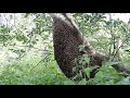 Panen Madu Hutan Gold Bee Cbd Honey Shorts