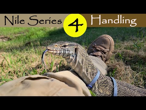 🟨Nile Monitor Handling, taking our Nile Monitor outside for a walk.