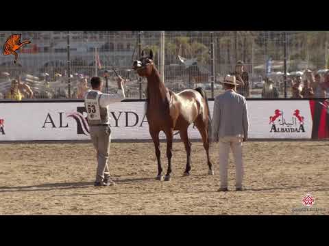 N 63 MOUNIRA J   2020 Menton Mediterranean and Arab Countries Arabian Horse Championship   7 Years O
