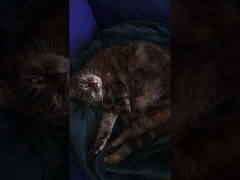 Mini the cat can’t stop snoring