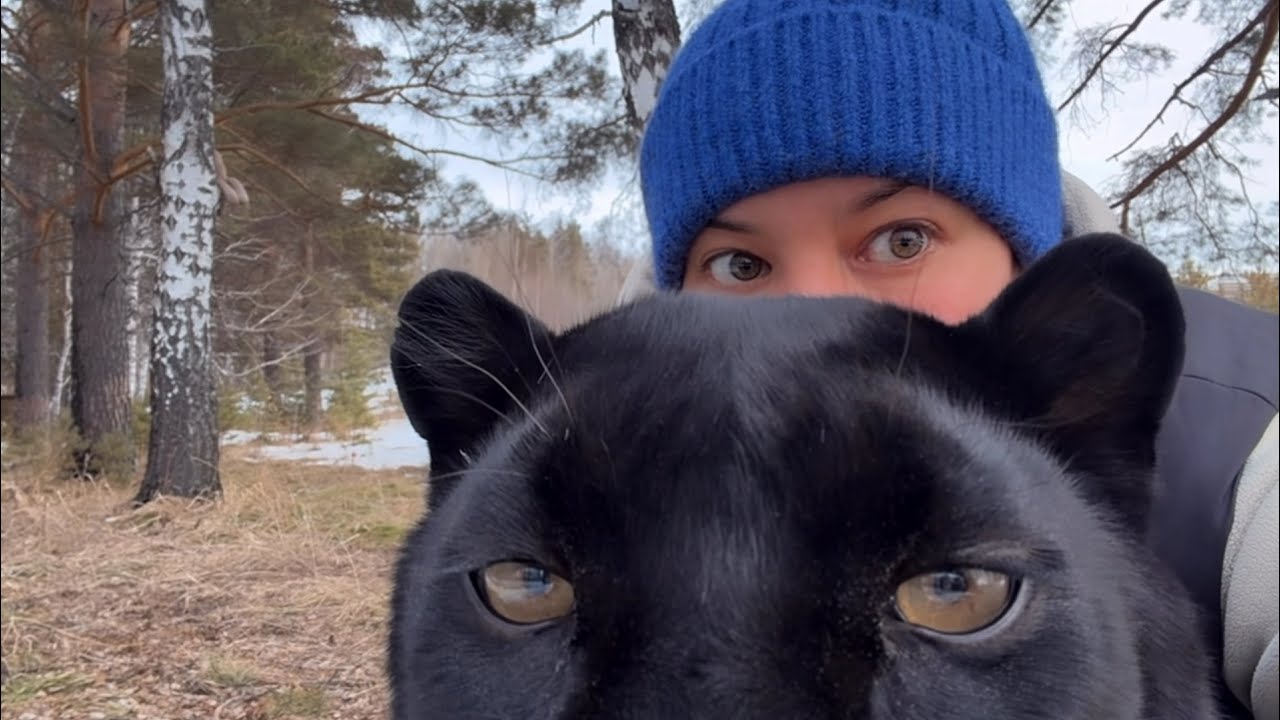 We cope with household chores with Luna the panther and Venya