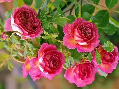 Tausend Rosenträüme.......Frans Bauer....