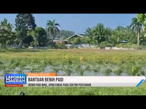 Benih Padi Nihil, APBD Fokus pada Sektor Pertanian