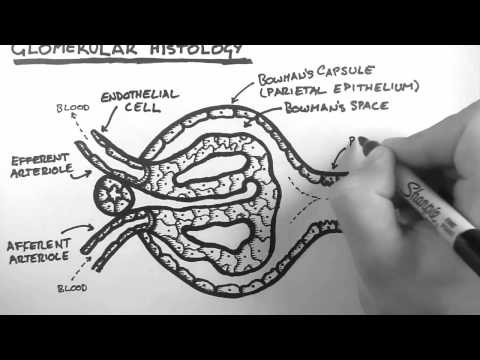 Nierenanatomie 3 – Glomeruläre Histologie